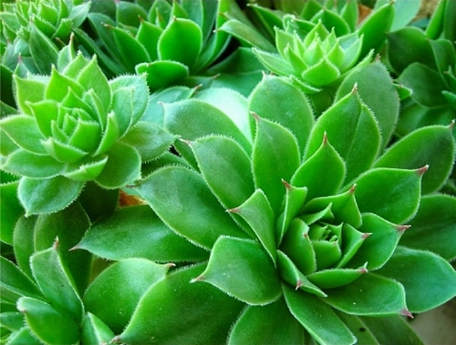 Product picture Hemorrhoids Cures Home Remedies